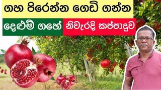 දෙලුම් ගස්වල මල් හැලෙනවද? ගෙඩි පැලෙනවද?  How to grow & prune pomegranate Ceylon Agri  Episode 206