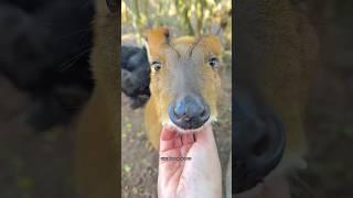 Amazing Facts About Barking Deer #shorts #shortsvideo #youtubeshortvideos #ytshorts #facts