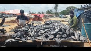 Fish Market in Negombo Sri Lanka  Traveler Ni