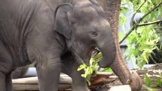 Baby elephant Lilys first year in 2 minutes