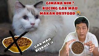 Penyebab kucing tidak mau makan dryfood dan cara mengatasinya