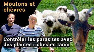 Contrôle des parasites chez moutons et chèvres avec des tanins  aperçu de la recherche et pratique