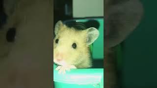 The Worst Hamster Escape Ever