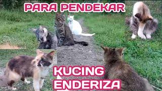 TERNYATA KUCING INI YANG BIKIN GRENNY LUKA-LUKA KEMARIN