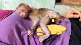 Baby monkey Tina peed on her mother while she was fast asleep