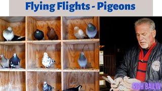 NY Flying Flights Pigeons -  Loft Tour Rich Bailin