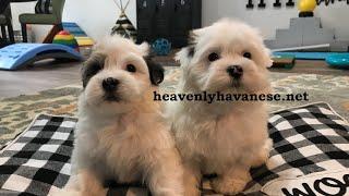 Bringing Home Your New Puppy  Heavenly Havanese Recommends...