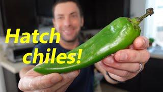 Hatch Chile Peppers  What They Are & How They Taste