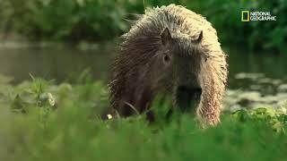 Los esteros del iberá hábitat de una enorme biodiversidad  Argentina Salvaje