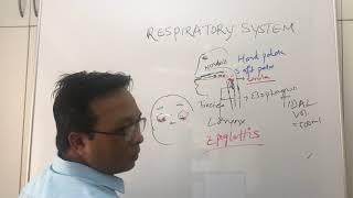 Respiratory systemIntroductionNursing physiology lecture