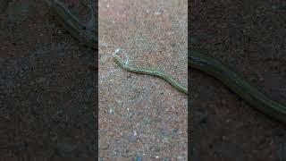 super slow unusual WORM. Close up its head at the end..