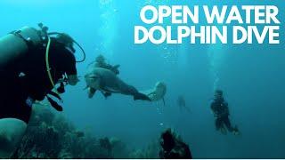 Open Water Dolphin Dive - Dolphin Academy Curaçao