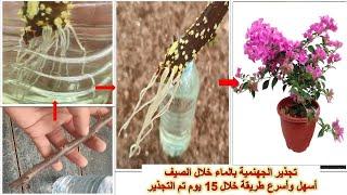 تجذير الجهنمية بالماءأسهل وأسرع طريقة خلال 15 يوم #الجهنمية #جهنمية #bougainvillea