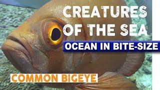 Creatures of the Sea - Common Bigeye