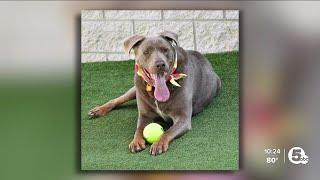 Cleveland APL Pet of the Weekend A gentle giant named Duke