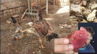 Important Tips About How To Take Care And Protect Your Aseel Chicks