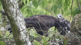 Black eagle Ictinaetus malaiensis️ ️