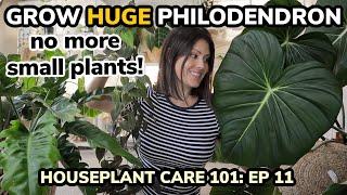 How To Grow BIG HUGE Philodendron Plants & Leaves - Houseplant Care 101 Philodendron Care