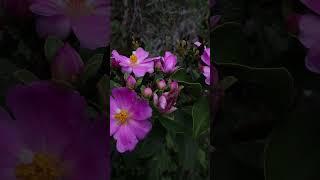 Pereskia grandifolia