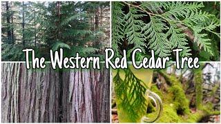 The Western Red Cedar Tree - A Guide To Medicine Mythology & Identification Thuja plicata