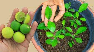سر زراعة الليمونمن البذور فى المنزل بطريقة صحيحة وسهلة بالخطوات بدون تكلفة من ليمونة فى البيت