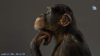 حقائق مذهلة لا تعرفها القرد - القرود أذكى الحيوانات على الأرض 