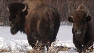 Wolf Pack Hunts Buffalo Herd  BBC Earth