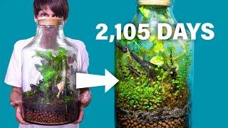 Giant Terrarium 2105 Days Later - An Amazing Story