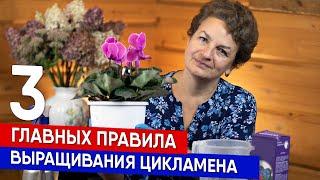 Три главных правила выращивания цикламена