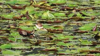 Jacana chick video