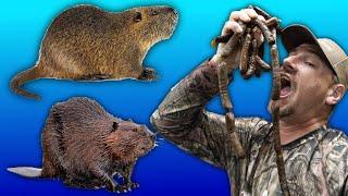I ate a Nutria RAT and a Beaver to see What Tastes Better