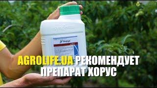 Хорус- Эффективная борьба с заболеваниями растений  Agrolife.ua рекомендует