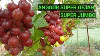 Anggur super genjah super jumbo dan super layak di kebunkan