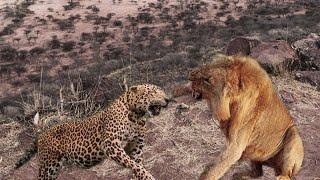 Extreme fight Big Leopard vs Lion Wild Animals Attack