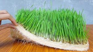 How to Grow Wheat Grass at Home Without Soil  Growing Wheat with Seeds
