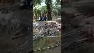 virallkepergok warga saat wikwikwik  perkebunan kelapa sawit