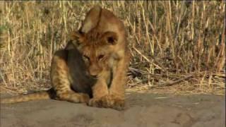 The Story of Junior - The Paralyzed Lion Cub - HD 1080p