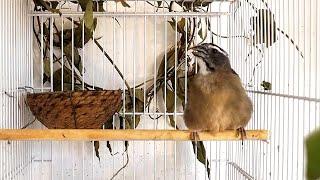 Green winged saltator female working hard to lift her champion