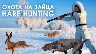 Охота на зайца с гончей и дратхааром  Hare hunting