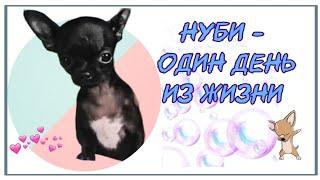 Маленький чихуа Нуби очень радуется когда все дома.