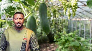 CUCUMBER FARMING IN GHANA