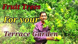 Growing Fruit Trees in Container or Pots in a Terrace Garden.
