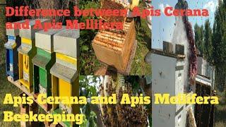 Difference between Apis Cerana and Apis Mellifera Beekeeping #apis #mellifera #apis Cerana #bee