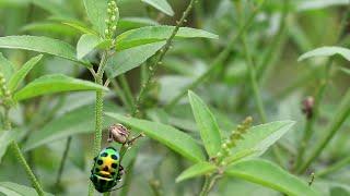 বন মরিচের ঔষধি গুন  ছাগলনাদি গাছ  ঝুরঝুরি  বিভিন্ন রোগ নিরাময় বন মরিচ  বন মরিচ  Tooth Cup