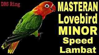 Masteran Lovebird MINOR Speed Lambat