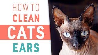 How To Clean Your Cats Ears  Sphynx Cat Care