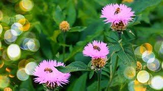 Cornflowers and Bees in summer  footages beautiful nature Full HD