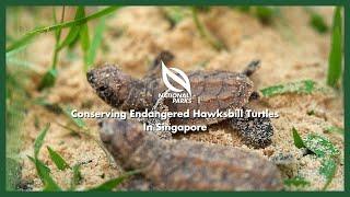 NParks Portraits  Conserving Endangered Hawksbill Turtles In Singapore