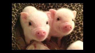 CUTE BABY PIGS COMPILATION 2018 #2  Just Animal Videos