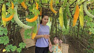 Harvest bitter melon to sell. Single mother cooks delicious food from bitter melon